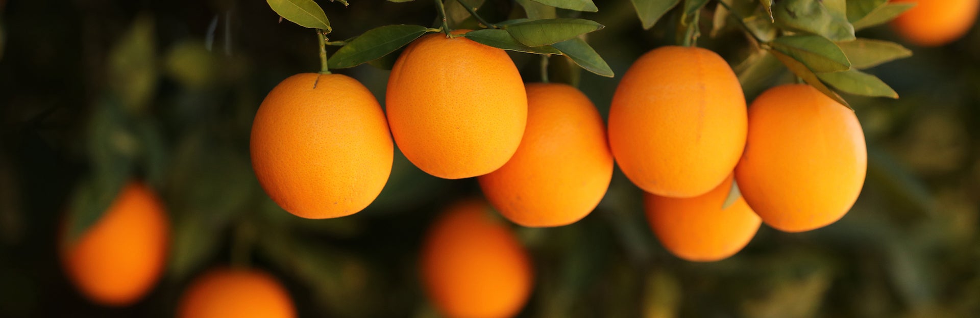 Oranges hanging in tree (c) UCR/Stan Lim